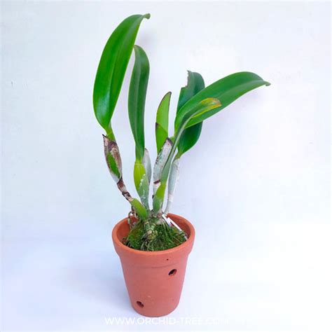 Terracotta Orchid Pot 6 Inch – Orchid-Tree