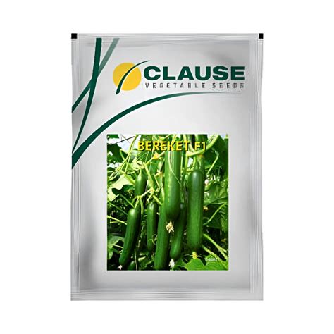 Bereket Cucumber Seeds - HM Clause| F1 Hybrid | Buy Online - DesiKheti ...