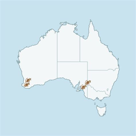 Numbats – Audrey & Alfie