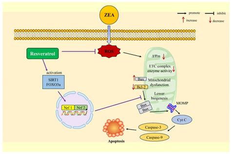 Protective and Detoxifying Effects of Resveratrol on Zearalenone ...
