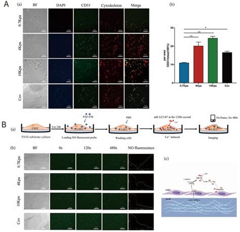 Extracellular Matrix Stiffness-Induced Mechanotransduction of ...
