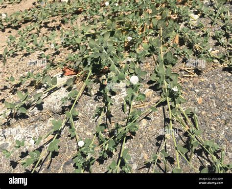 Spanish clover (Acmispon americanus) Plantae Stock Photo - Alamy