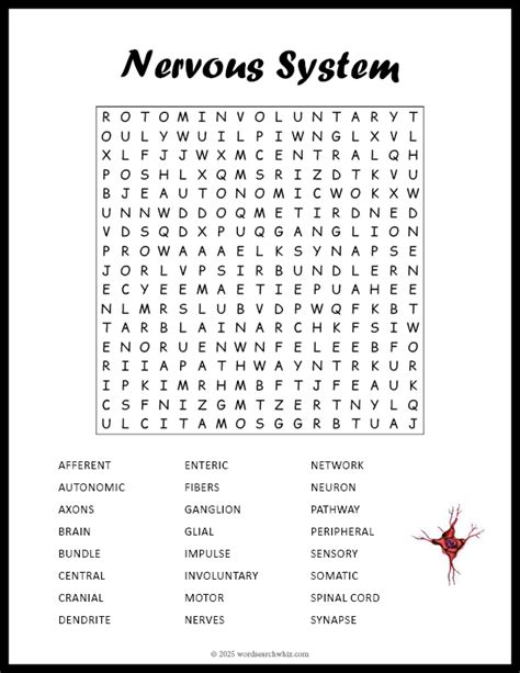 Nervous System Word Search