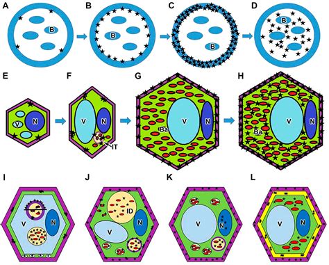 Dynamics of Hydrogen Peroxide Accumulation During Tip Growth of ...