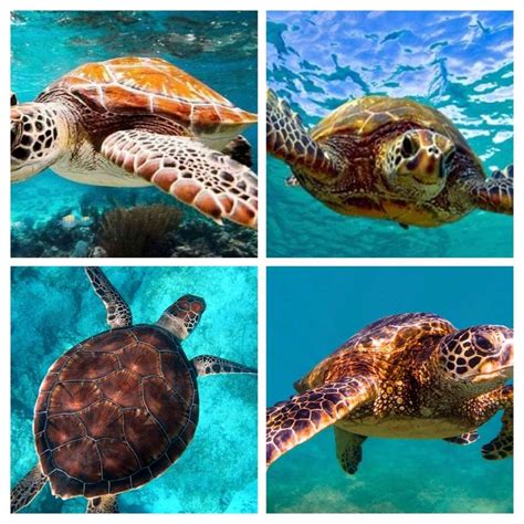 I Love Turtles - ePuzzle photo puzzle