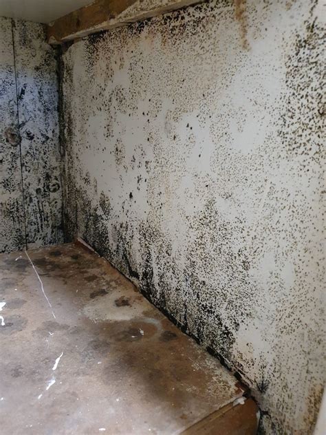 Image result for Damp Course Problems