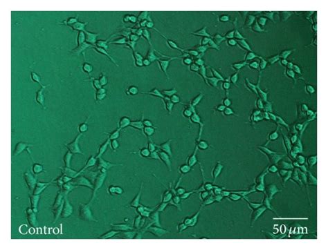 H2O2 HT22 的图像结果