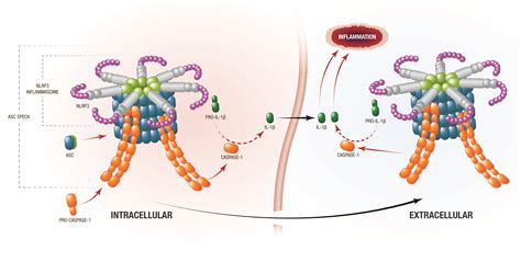 Inflammasomes :: ZyVersa Therapeutics, Inc.