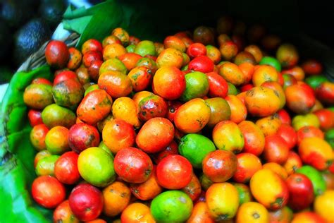 Jocote in Guatemala 2024 - Rove.me