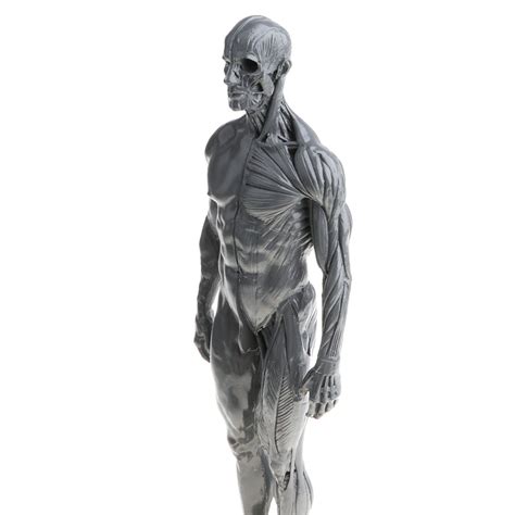 Male Anatomy Figure Superficial Muscle Anatomy Model Lab Ornament - Gr ...