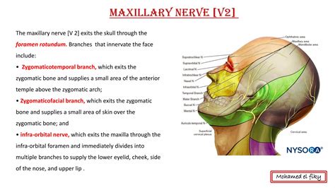 Anatomy of scalp and face | PDF
