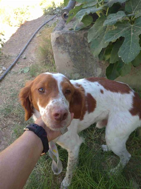 Are Brittany Spaniels Good House Dogs