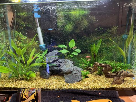 I've spotted cyanobacteria starting to grow in my gravel (up against ...