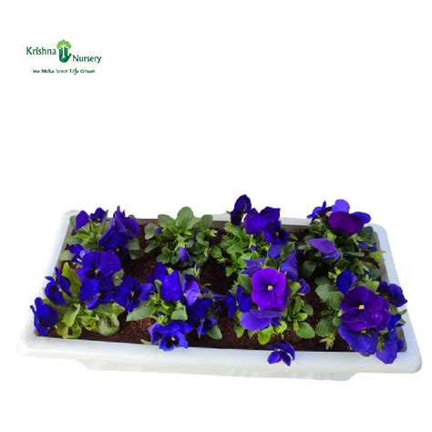 Purple Pansy Plant Tray