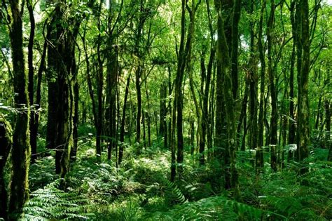 Image result for Forest O2 Vector