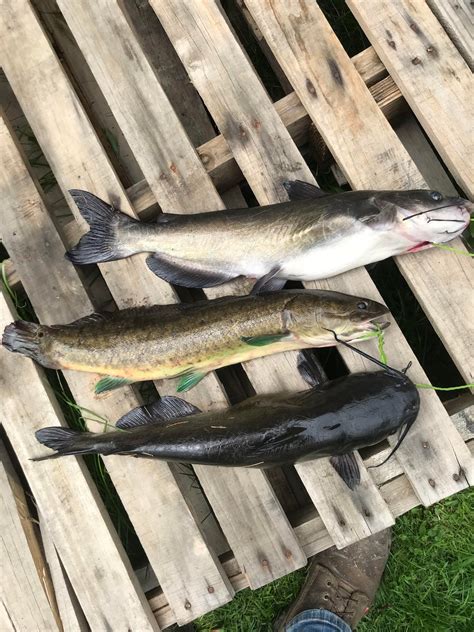 Is this a bowfin or snakehead? : r/Fishing