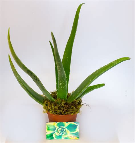 Aloe Vera Burn