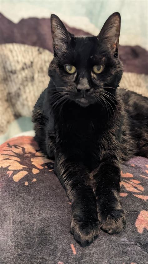 Almost 16! She reminds us every day that she's the queen of the house ...