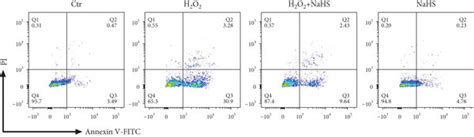 H2O2 Apoptosis 的图像结果