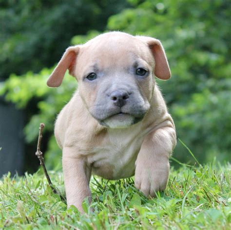 American Bully Puppies For Sale | Stewartstown, PA #216621