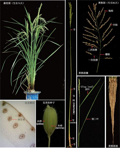 水稻重要发育时期表型观察 —BIO-101
