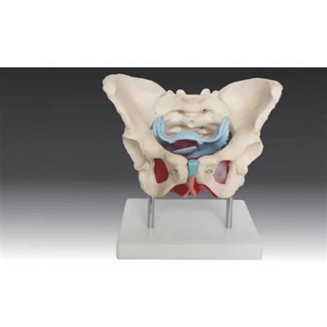 Medical Mannequin And Skull - Perineum Cutting & Suturing Training ...