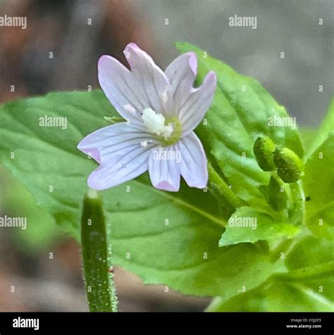 fringed willowherb (Epilobium ciliatum Stock Photo - Alamy