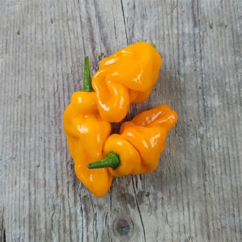 Chili Pepper 'Trinidad Perfume' (Capsicum chinense ) seeds
