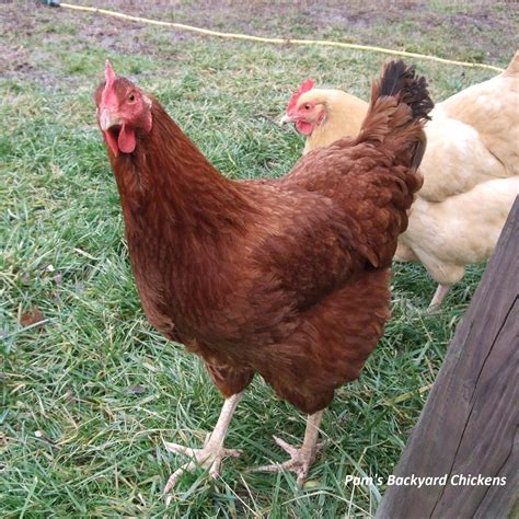Pam's Backyard Chickens: New Hampshire Chicken - Breed Spotlight