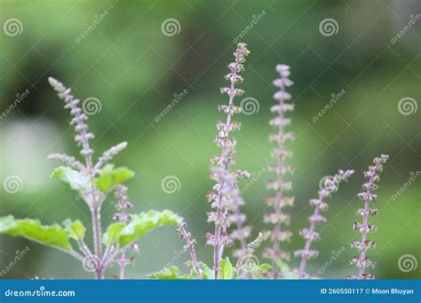 Holy Basil, Ocimum Tenuiflorum Stock Image - Image of leaves, produce: 260550117