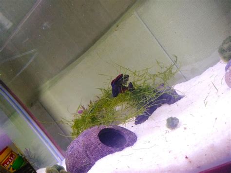 Petzlifeworld Java Moss for Planted Aquarium : Amazon.in: Pet Supplies