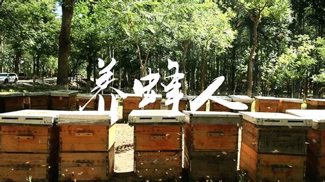 养蜂技术有哪些？掌握这10种养蜂技术，养蜂时方能做到得心应手！