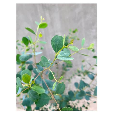 Eucalyptus decipiens | Seeding