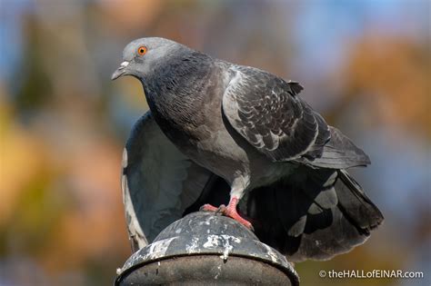 Urban wildlife – David at the HALL of EINAR