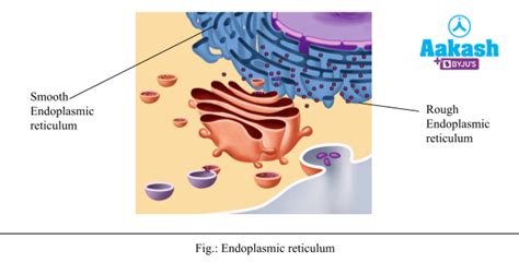 Animal cell Shape, Size, Structure & Cell Membrane | AESL