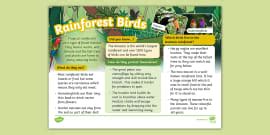 Birds KS1 Fact File - Animals -Twinkl