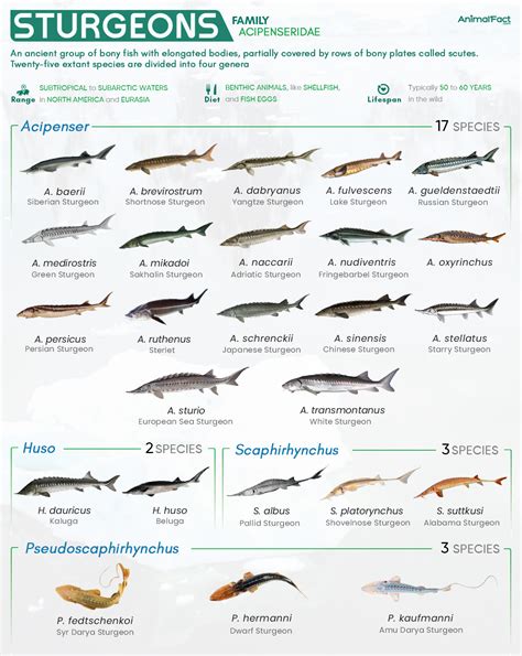 Sturgeon - Species, Size, Lifespan, Habitat, Diet, & Pictures