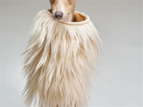 CUDDLEPUPS - All You Need to Know BEFORE You Go 2026 (with Photos ...