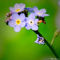 Image result for Bunnies in Spring Time