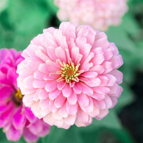 How To Save Zinnia Seeds With Ease - Grow Zinnias For Free!