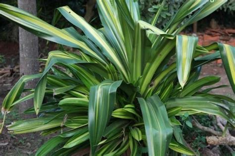 Striking Variegated Pandanus Dubius 'Fat Boy' Plant for Sale — PlantsMarket