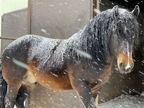 Bobby Joe Skoal — Timber Creek Veterinary Hospital