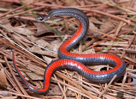 Red Bellied Snake