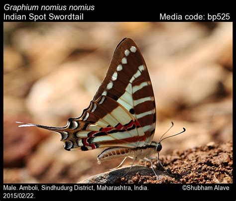 Graphium nomius | Butterfly