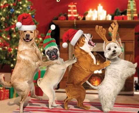 Fun Dog Christmas Party, Woofs n Scruffs - Durham, December 3 2022 ...