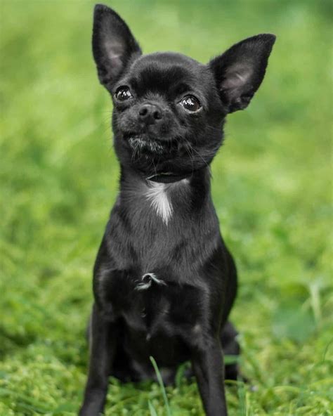 34 Chihuahua Colors Explained (With Pictures)