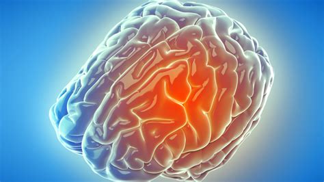 The Inflammatory Pathway to Brain Damage | Lifespan.io