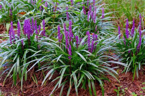 The Plant Library: Lily Turf (Liriope muscari) - The Landscape Library