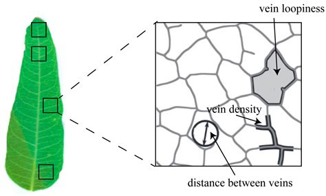 Vein Network and Climatic Factors Predict the Leaf Economic Spectrum of ...