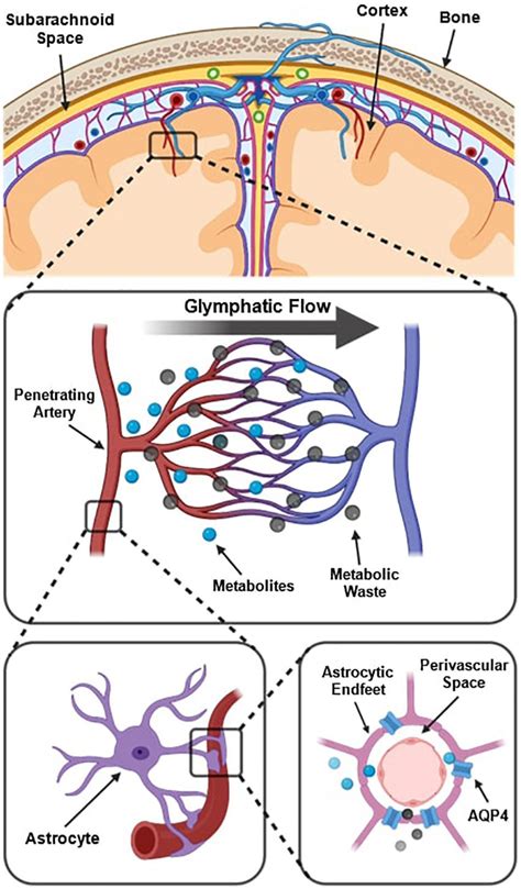 Frontiers | A critical guide to the automated quantification of perivascular spaces in magnetic ...
